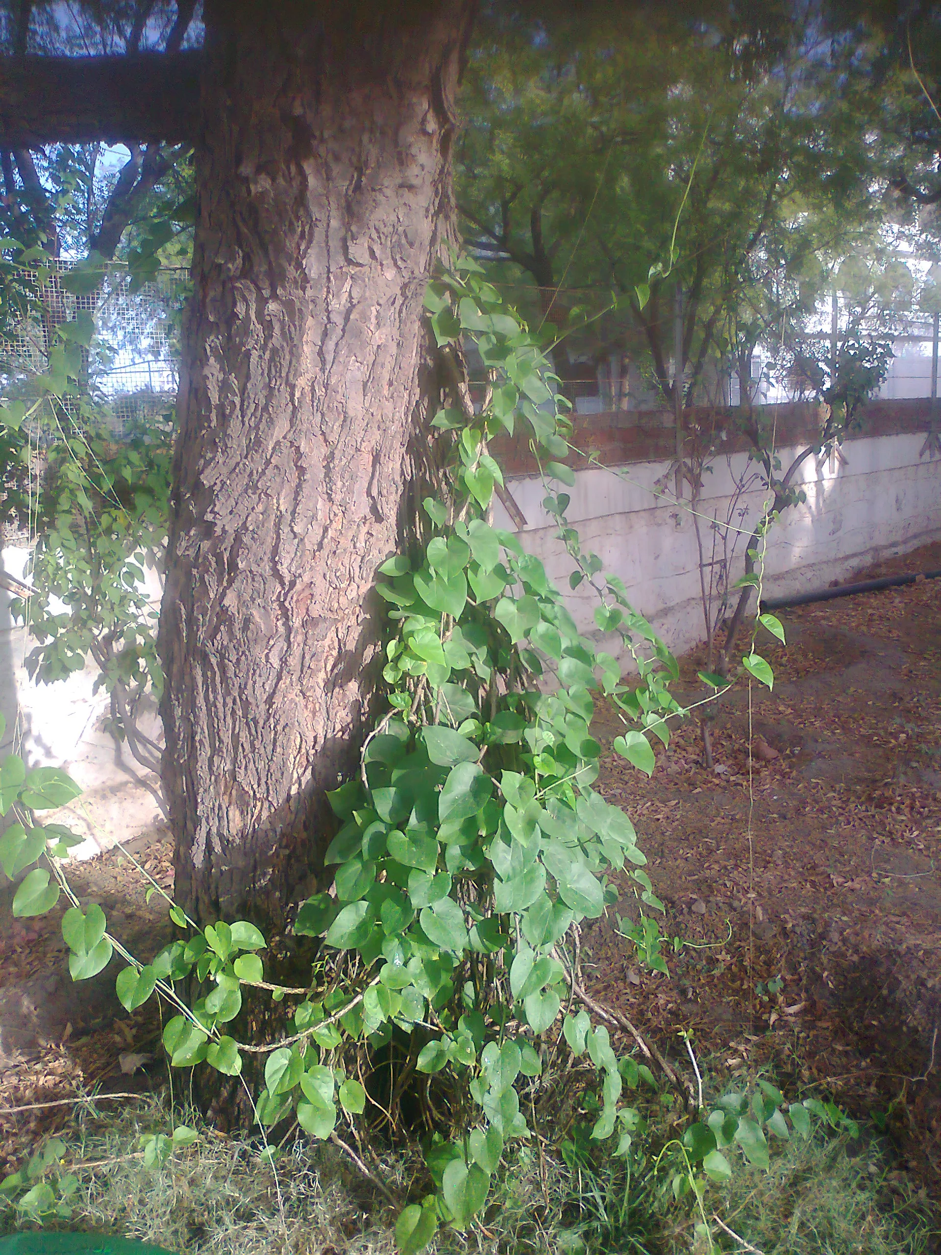 13 year old neem giloy